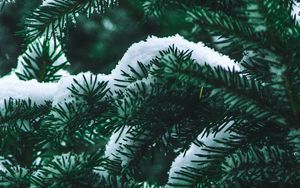 Preview wallpaper spruce, branch, snow, winter, needles, bush