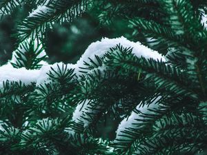 Preview wallpaper spruce, branch, snow, winter, needles, bush