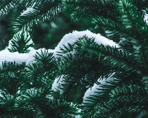 Preview wallpaper spruce, branch, snow, winter, needles, bush