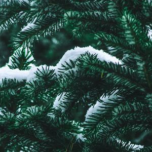 Preview wallpaper spruce, branch, snow, winter, needles, bush