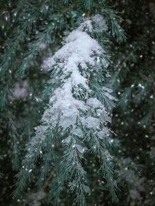 Preview wallpaper spruce, branch, snow, winter, needles, plant