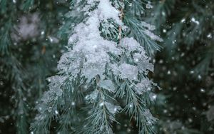 Preview wallpaper spruce, branch, snow, winter, needles, plant