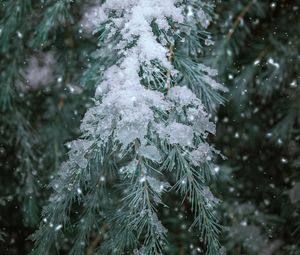 Preview wallpaper spruce, branch, snow, winter, needles, plant