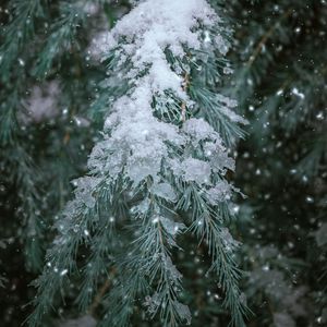 Preview wallpaper spruce, branch, snow, winter, needles, plant