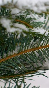 Preview wallpaper spruce, branch, snow, macro, winter