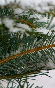 Preview wallpaper spruce, branch, snow, macro, winter