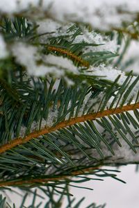 Preview wallpaper spruce, branch, snow, macro, winter