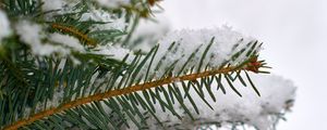 Preview wallpaper spruce, branch, snow, macro, winter