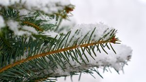 Preview wallpaper spruce, branch, snow, macro, winter