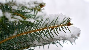 Preview wallpaper spruce, branch, snow, macro, winter