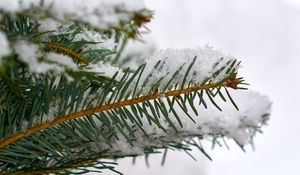 Preview wallpaper spruce, branch, snow, macro, winter