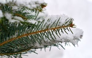 Preview wallpaper spruce, branch, snow, macro, winter