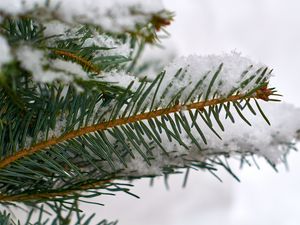 Preview wallpaper spruce, branch, snow, macro, winter
