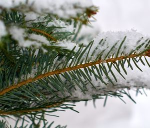 Preview wallpaper spruce, branch, snow, macro, winter