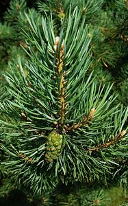 Preview wallpaper spruce, branch, spikes, bumps