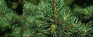 Preview wallpaper spruce, branch, spikes, bumps