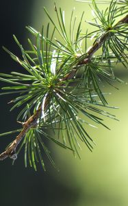 Preview wallpaper spruce, branch, thorn, macro