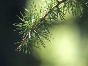 Preview wallpaper spruce, branch, thorn, macro