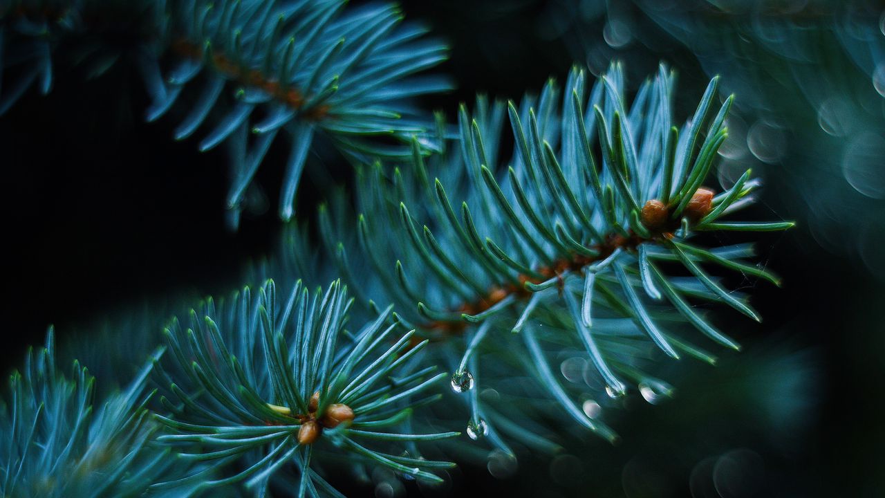 Wallpaper spruce, branch, thorns, blur