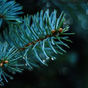 Preview wallpaper spruce, branch, thorns, blur