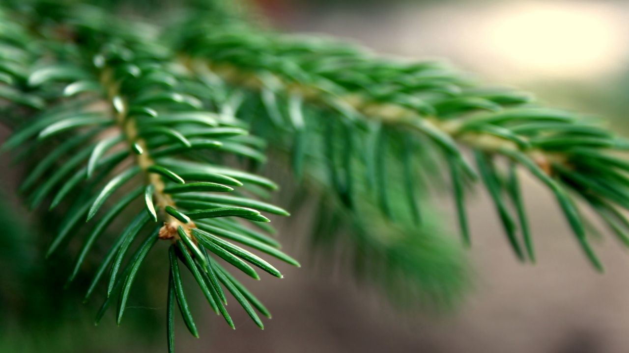 Wallpaper Spruce, Branches, Background, Green Hd, Picture, Image