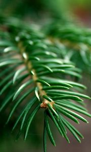 Preview wallpaper spruce, branches, background, green