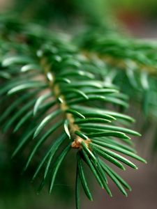 Preview wallpaper spruce, branches, background, green