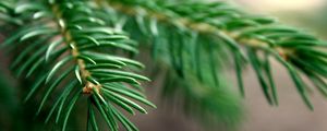 Preview wallpaper spruce, branches, background, green