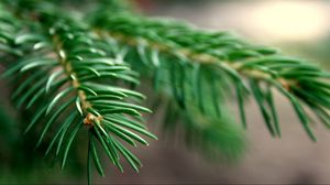 Preview wallpaper spruce, branches, background, green