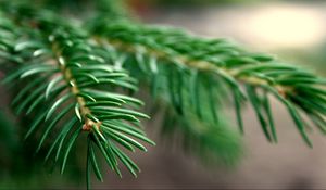 Preview wallpaper spruce, branches, background, green