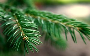 Preview wallpaper spruce, branches, background, green