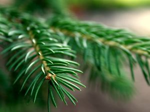 Preview wallpaper spruce, branches, background, green