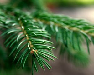 Preview wallpaper spruce, branches, background, green