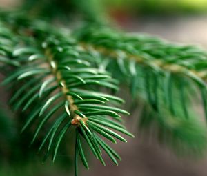 Preview wallpaper spruce, branches, background, green