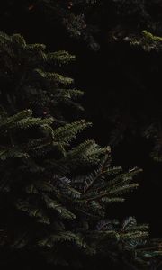 Preview wallpaper spruce, branches, dark, needles