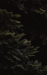 Preview wallpaper spruce, branches, dark, needles