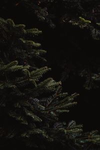 Preview wallpaper spruce, branches, dark, needles