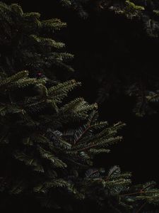 Preview wallpaper spruce, branches, dark, needles