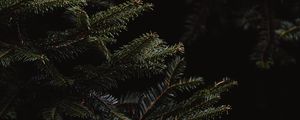 Preview wallpaper spruce, branches, dark, needles