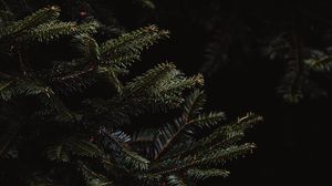 Preview wallpaper spruce, branches, dark, needles