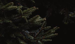 Preview wallpaper spruce, branches, dark, needles