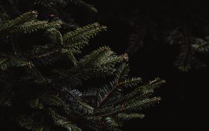 Preview wallpaper spruce, branches, dark, needles