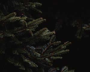 Preview wallpaper spruce, branches, dark, needles