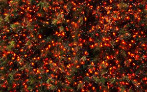 Preview wallpaper spruce, branches, garland, lights, new year, christmas