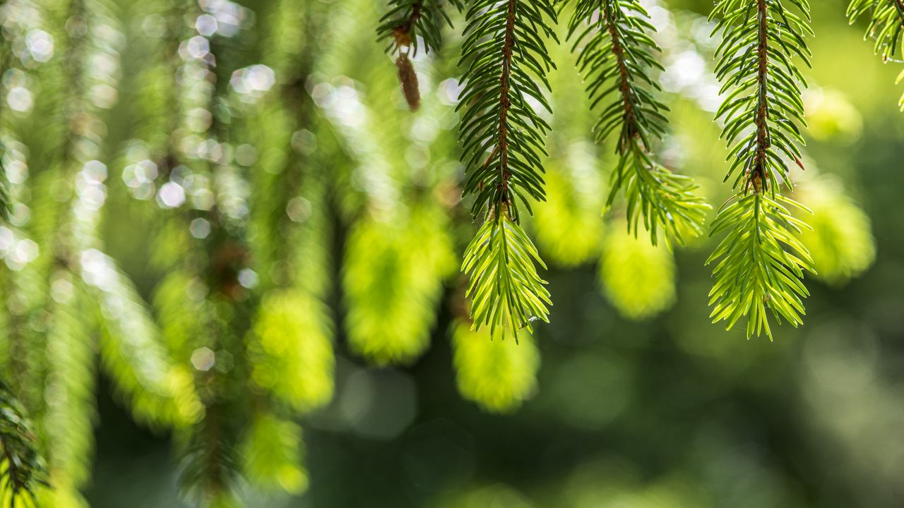 Wallpaper spruce, branches, glare, green
