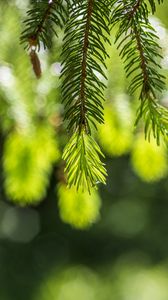 Preview wallpaper spruce, branches, glare, green