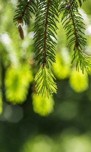 Preview wallpaper spruce, branches, glare, green