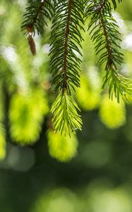 Preview wallpaper spruce, branches, glare, green