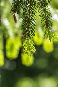 Preview wallpaper spruce, branches, glare, green