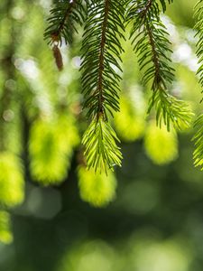 Preview wallpaper spruce, branches, glare, green